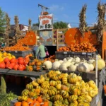 Tables of pumpkins, gourds and squash at Pumpkin Hill at Nalls Produce in Alexandria, Virginia, on a sunny fall day